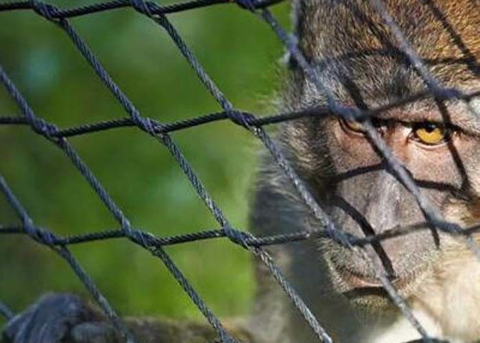 Küçük Kuş Metal Tel Halat Örgü Maymun Muhafaza Ss Hayvanat Bahçesi Net Eskrim Esnek Kablo Ağı